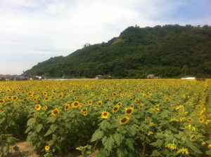 杷木町のひまわり畑