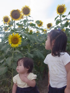 ひまわり畑と子供達